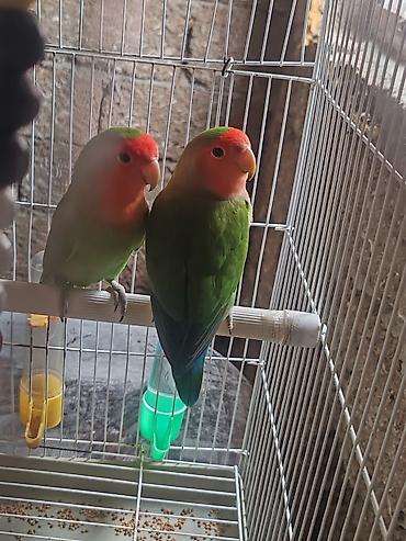 Lovebrid ( sevda quşlari ) aktif saglam Yaş yarimliq cüt quşlardi 1