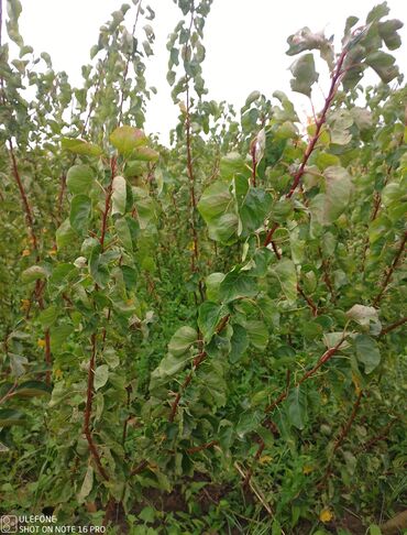 Şitillər: Meyvə tingləri satışdadır və sağlam zəmanətli sifariş verə bilərsiz -da lalafo.az — 24 Şitillər: Meyvə tingləri satışdadır və sağlam zəmanətli sifariş verə bilərsiz — 24