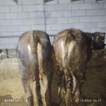 Продам с/х животных: Продаю | Бык (самец) | Полукровка | На откорм | Привязанные — 2