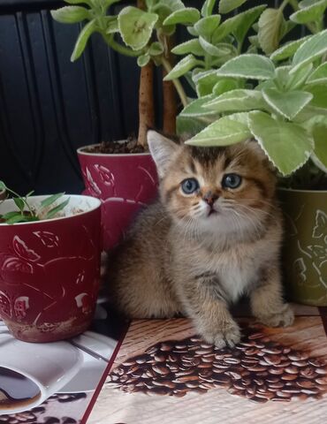 шотландская мраморная кошка: Скотиш Страйт (Шотландская прямоухая), 2 месяца, Девочка, Золотая шиншилла, Приучена к лотку