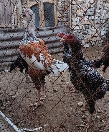 heyvan alqi satqisi: 1 Xoruz 🐓 4 toyuq pileymutdular irak sortudur qiymet hamsına ayidir — 3