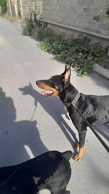 balaca meymun satisi: Doberman — 4