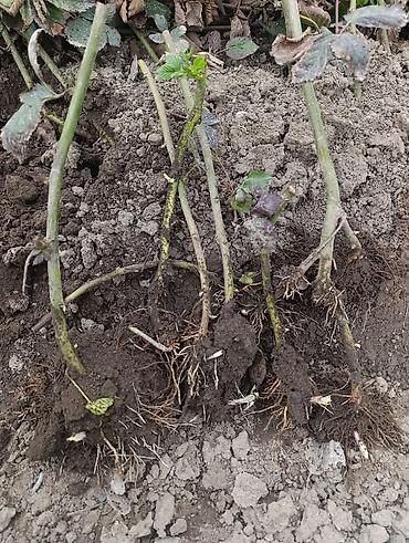 Ежевика: Саженцы ежевики (бесшипные сорта). Сорт Лох Нес Количево 1000 — 3