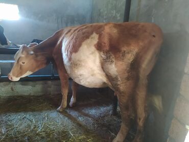 qurban bayrami qoyun sekilleri: Oz heyvanlarimdi. cins ineklerdi. 3000.bogaz olanida var 3500