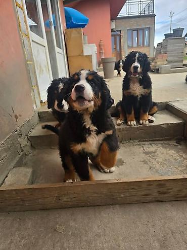 Psi: Bernski planinski pas štenci Na prodaju štenci BERNSKOG PLANINSKOG PSA — 12