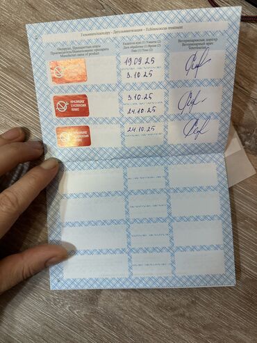 Продажа собак: Сиба-ину, 3 месяца, Самец, С прививкой — 5