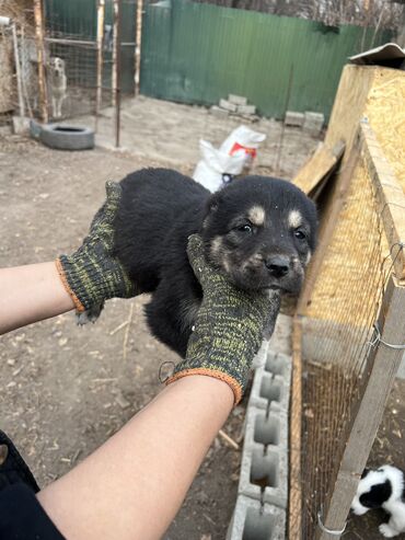 Продажа собак: Алабай, 2 месяца, Самка, С прививкой, С родословной — 10