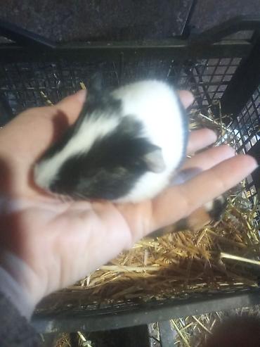 hamster qiymetleri: 3sade 20man 1ri tuku ters razetka sort bala 25man satilir real alıcı — 3