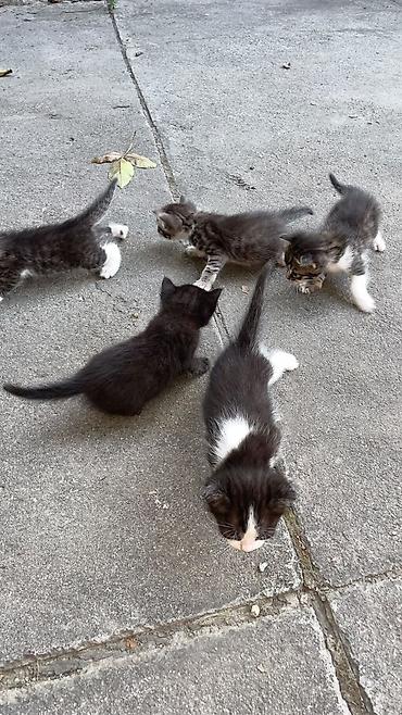 котики в оше: Отдам даром котят — 6