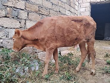 pomeranian satilik: 6 aylıq dişi dana satılır bordağa bağlamaqa yarıyır heç bir problemi — 3