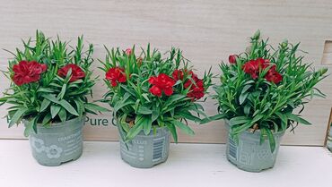 stolovi za terasu: Kafanfil (Dianthus caryophyllus) - 350
