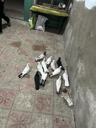 tutu quşu: Salam hamsi tergzme heyvanlardi icinde 5 6 saat ucan quwdar var — 1
