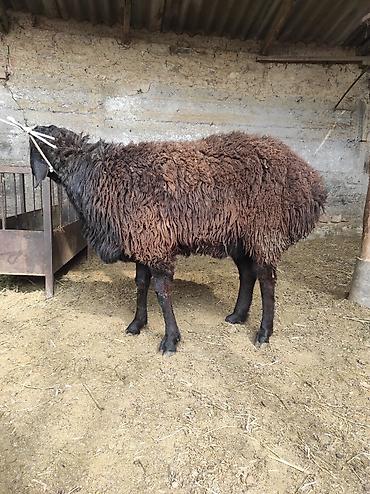 Баран, овца: Продаю | Овца (самка) | Для разведения | Ярка — 3