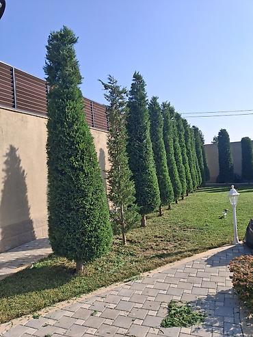 sxem: Canlı rulon qazon və landşaft abadlaşdırma xidməti - Rulon qazon — 10
