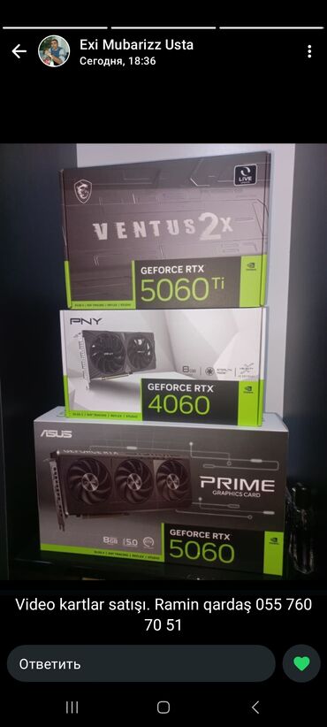 Balıqlar: Cixlid balığı, Sülhsevər — 11