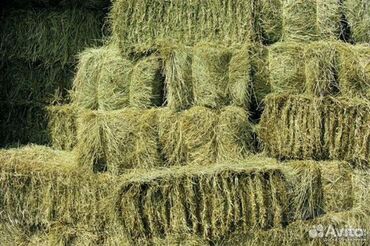 продажа домашних животных: Чоп сена . Ат-Башыда. самовывоз. чалгыла