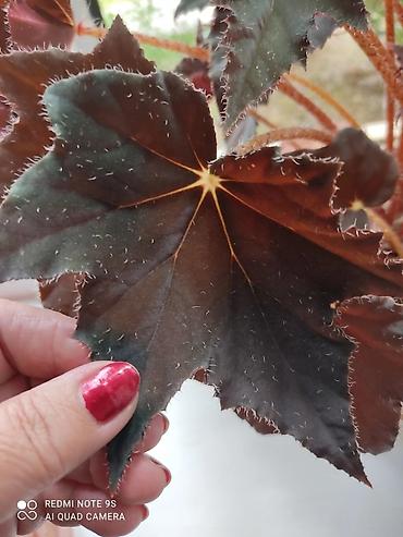 Другой декор и предметы интерьера: Цветы распродажа от 100 сом остатки до 1300 сом. Живу рядом с Дордой — 18