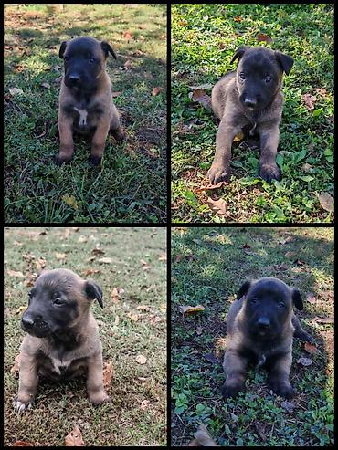 Dogs: Štenci belgijskog ovčara malinoa ženke . Roditelji su radni psi sa — 1