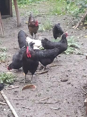 bakida cins ineklerin satisi: Toyuq, Australorp, Damazlıq, Ünvandan götürmə — 3
