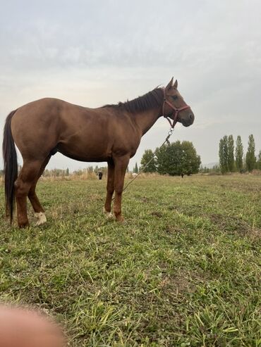 Лошади, кони: Продаю | Конь (самец) | Конный спорт — 10