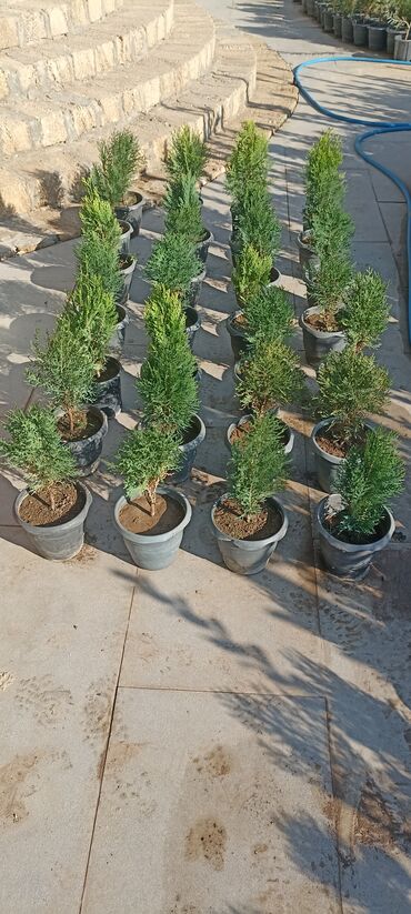 Ağaclar: Dekorativ çöl bitkilərinin satışı və Sifarişlə yetişdirilməsi.Satış -da lalafo.az — 10 Ağaclar: Dekorativ çöl bitkilərinin satışı və Sifarişlə yetişdirilməsi.Satış — 10