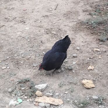 немецкие овчарки щенки купить: Курица, Australop, Для разведения, Платная доставка at lalafo.az немецкие овчарки щенки купить: Курица, Australop, Для разведения, Платная доставка