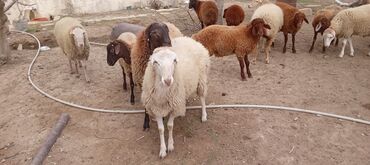 Qoyunlar, qoçlar: Ətraflı məlumat üçün yazın — 3