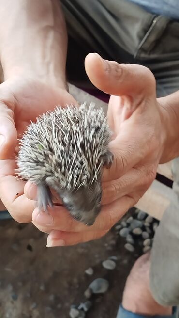 tap.az heyvanlar xacmaz: Salam 4 eded kirpi balasi var saglam gumran catdirlma pulduz lalafo.az -da tap.az heyvanlar xacmaz: Salam 4 eded kirpi balasi var saglam gumran catdirlma pulduz