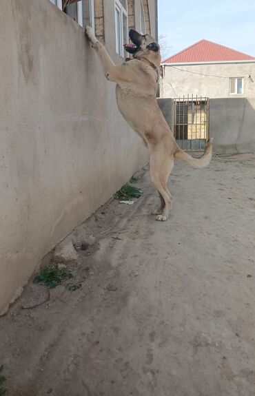 İtlər: Qurdbasar, 2 il, Erkek — 9