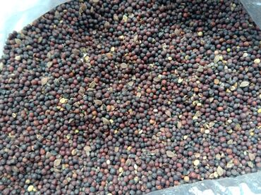 семена мака: Продаю семена рапс оптом для корма птиц