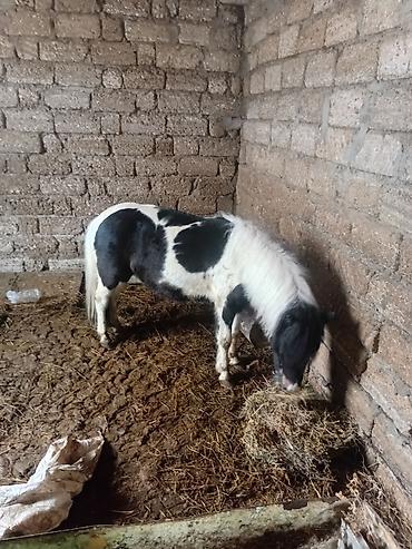ev heyvanları satışı: Poni satılır dişi — 3