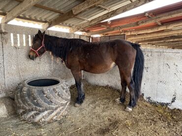 продажа щенков немецкой овчарки в бишкеке с документами: Сатам | Бээ (ургаачы) | Көбөйтүү үчүн | Асыл тукумдуу