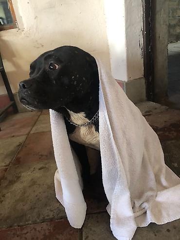 it adlari oglan: Pitbul, Erkək — 4