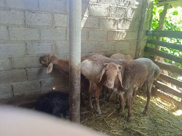клетка для овец: Продаю | Баран (самец) | Арашан | Племенные