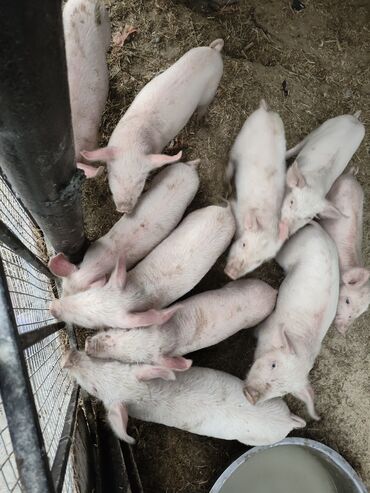 продаю свинину: Сатам | Торопой | Көбөйтүү үчүн