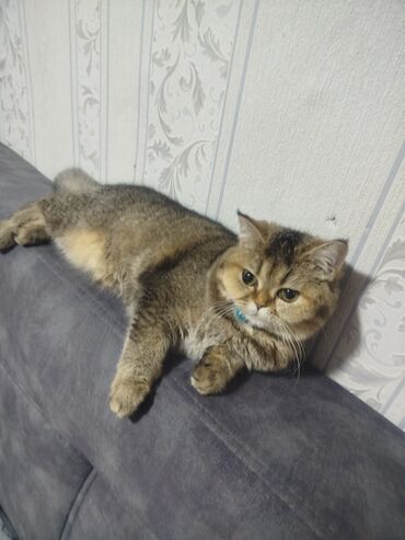 Qızıl şinşilla, Dişi, Yaxşı əllərə, Ünvandan götürmə