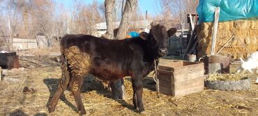 Коровы, быки: Продаю | Тёлка, Музоо, торпок | Абердин-ангус | На откорм | Искусственник — 1