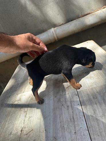 pincer sobaka: Miniatür pinçer, 2 ay — 10