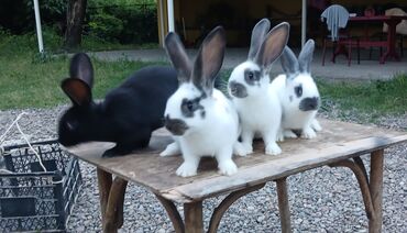kaliforniya dovşanı: Pioster balalari satilir temiz qan 48 gunluk balalardir 6 7 kq çeki