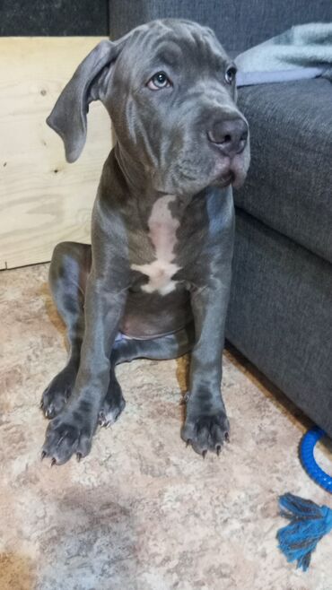 Другие животные: Продаем щенков кубинского питбультерьера, линейное разведение — 6