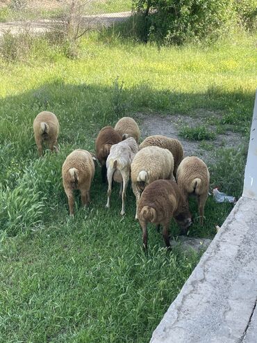 Qoyunlar, qoçlar: Erkək, Romanov, Qala, il: >10, 80 kq, Ödənişli çatdırılma