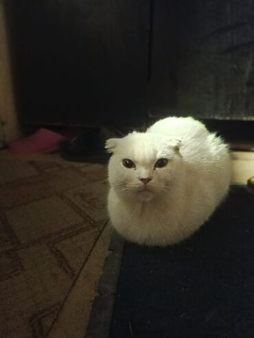 котики в добрые руки: Şotland, Dişi
