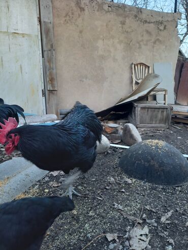 Куры, петухи: Продаю | Куры | Домашняя | Для разведения — 4