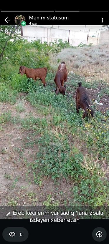 bildircin satisi tap az: Məhsul: Ərəb keçiləri Təsvir: - 1 ana və 2 bala Ərəb keçisi. - — 1