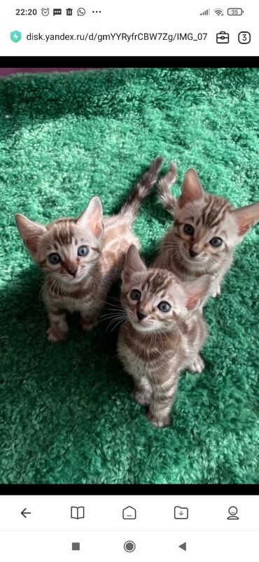 Продажа кошек: Бенгальская, 1 месяц, Мальчик, Белый, С документами, С прививками, Приучена к лотку — 15