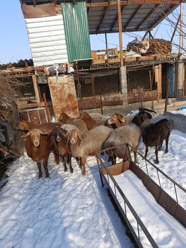 Баран, овца: Продаю | Овца (самка) | Арашан | Для разведения | Котные — 9