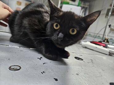 котята мейкун: ОТДАМ КОТЯТ В ДОБРЫЕ РУКИ! Котята стерилизованные, проглистованы