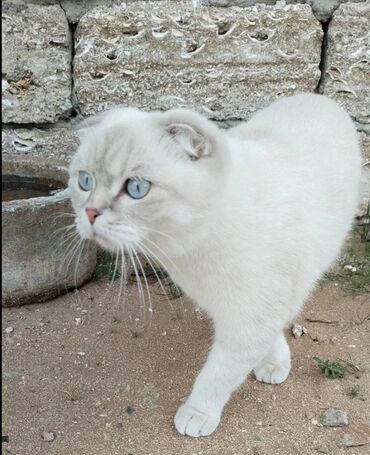 pişik qabı: Şotland, Dişi, Yaxşı əllərə, Ödənişli çatdırılma