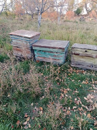 подарки на новый год 2022 бишкек: Пасечные ульи деревянные Описание: - Набор из нескольких деревянных at lalafo.kg подарки на новый год 2022 бишкек: Пасечные ульи деревянные Описание: - Набор из нескольких деревянных