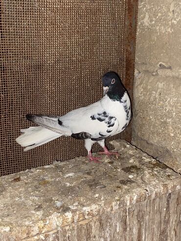 Göyərçinlər: Salam hoptum 6 baldan tek tek heresinin oz qiymeti var icinde 19 — 8